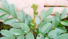 Jaborandi: Força e Crescimento para seus Cabelos!