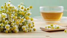 Benefícios da Camomila