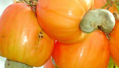 Você conhece as frutas que emagrecem?