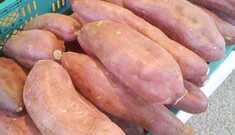 Gosta de batata? Conheça as mais saudáveis e nutritivas!