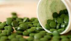 Clorela: Você conhece o poder desta alga?