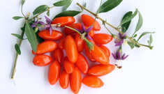 Conheça as maravilhas da Goji Berry