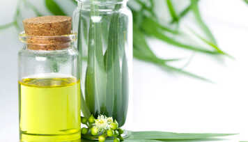 Óleo Essencial de Eucalipto