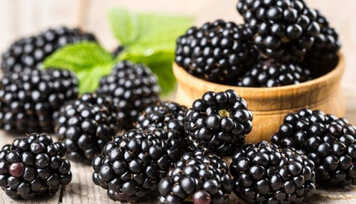 Chá das Folhas de Amora