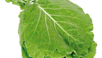 Benefícios da Couve