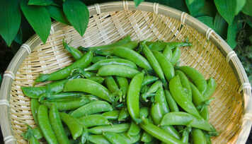 Vagem: Opção Leve e Mais Nutritiva que o Feijão