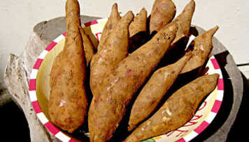 Batata Yacon, Você Conhece?