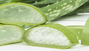 Receitas com Babosa para sua Pele e Cabelos