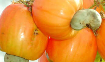 Você conhece as frutas que emagrecem?