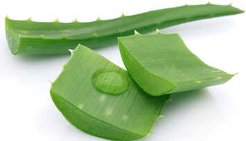 Benefícios da Babosa (Aloe Vera)