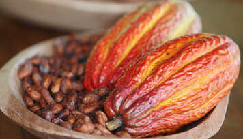 Cacau: Alimento dos Deuses!
