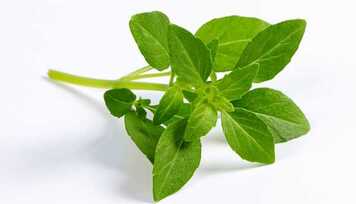 Manjericão: Conheça essa erva maravilhosa!