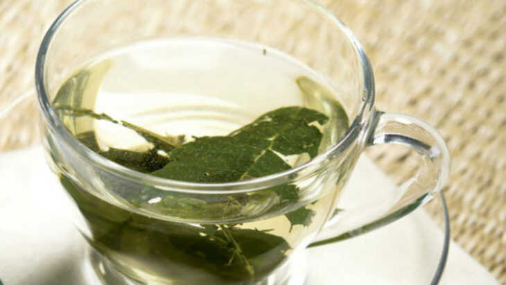 Chá de Espinheira-Santa: Santo remédio para o trato digestivo!