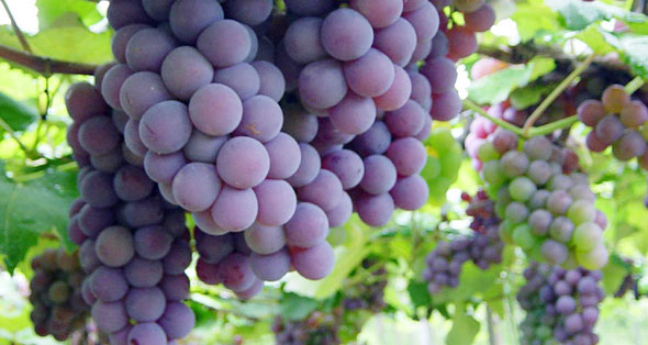 Conheça o poder da uva para sua saúde!